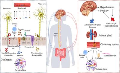 Neuromicrobiology, an emerging neurometabolic facet of the gut microbiome?